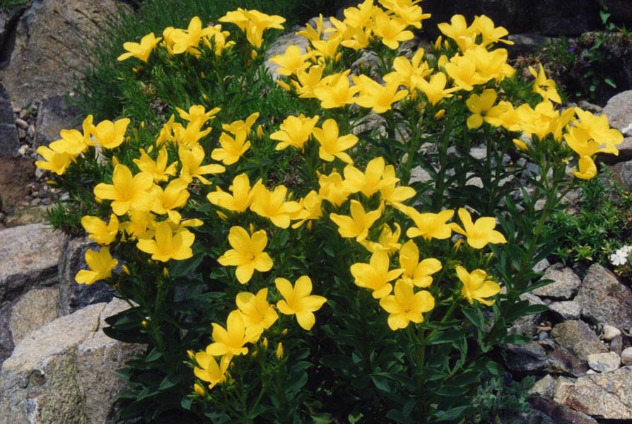 Linum flavum photo